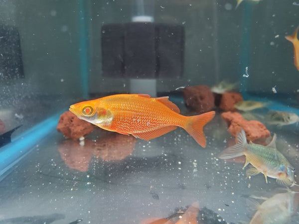 Orange Albino Millenium Rainbowfish