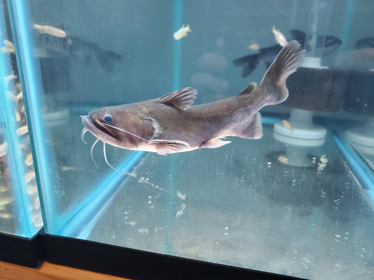 Gulper Driftwood Catfish Tank Dreams