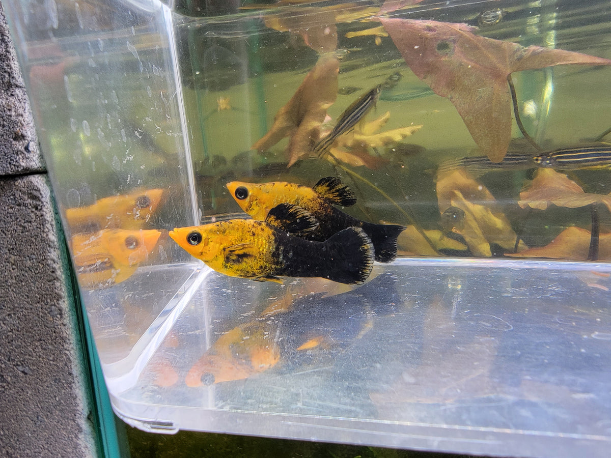 Gold Dust Molly Tank Dreams