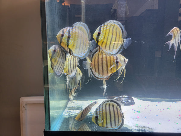Wild Green Tefe Discus