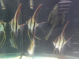 True Altum Angelfish
