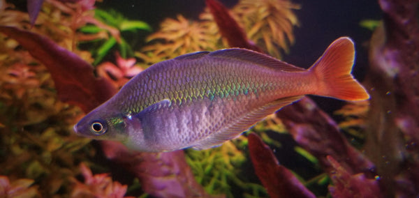 Calitherina Bleheri Rainbowfish