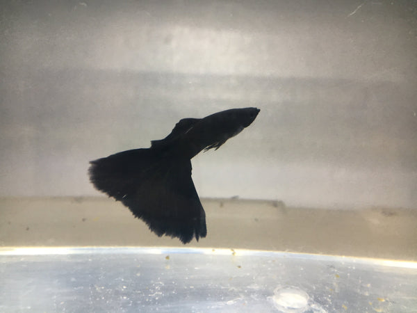 Black Moscow Guppy Pair