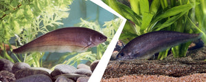 5 Fantastic Facts You Need To Know Before You Buy African Knifefish Online