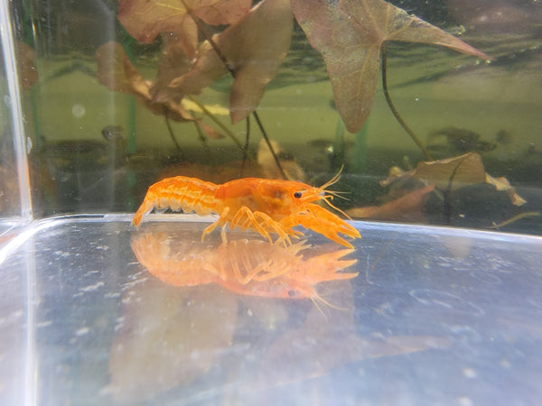 Dwarf Orange Mexican Crayfish