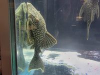 Fully Spotted Royal Watermelon Pleco L330