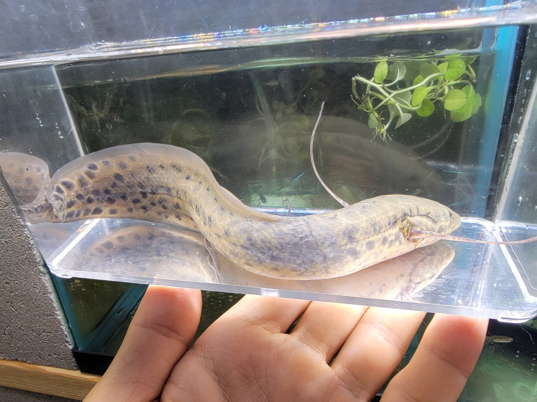 African lungfish care best sale