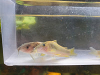 Gold and Green Cory