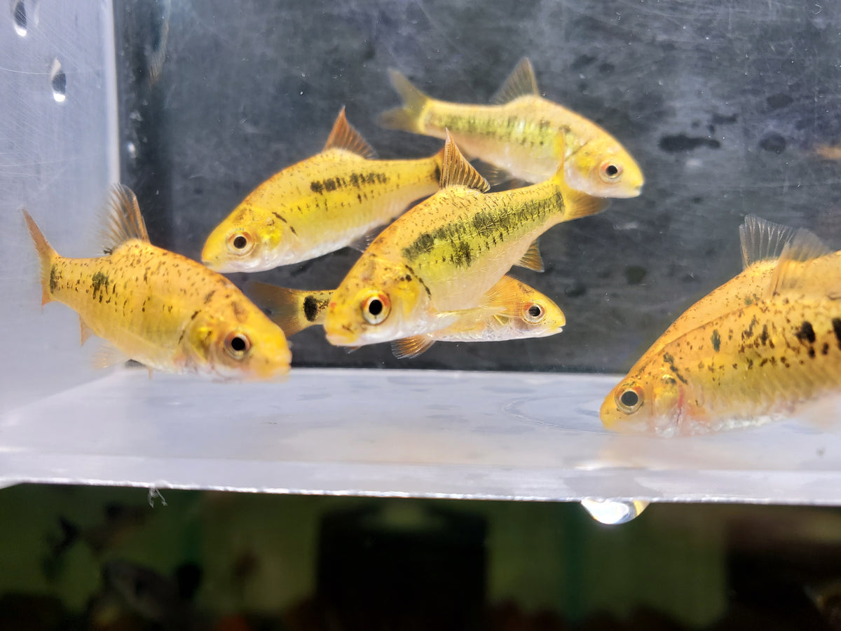 Gold Barb – Tank Dreams