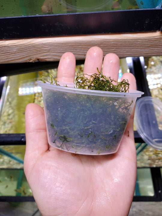 Java Moss, Banana Plant & Many Option Available Visit Now! Tank Dreams