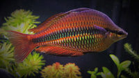Goyder River Rainbowfish