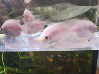 Pink Kissing Gourami