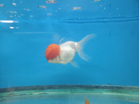 Red Cap (Tanjo) Oranda Goldfish