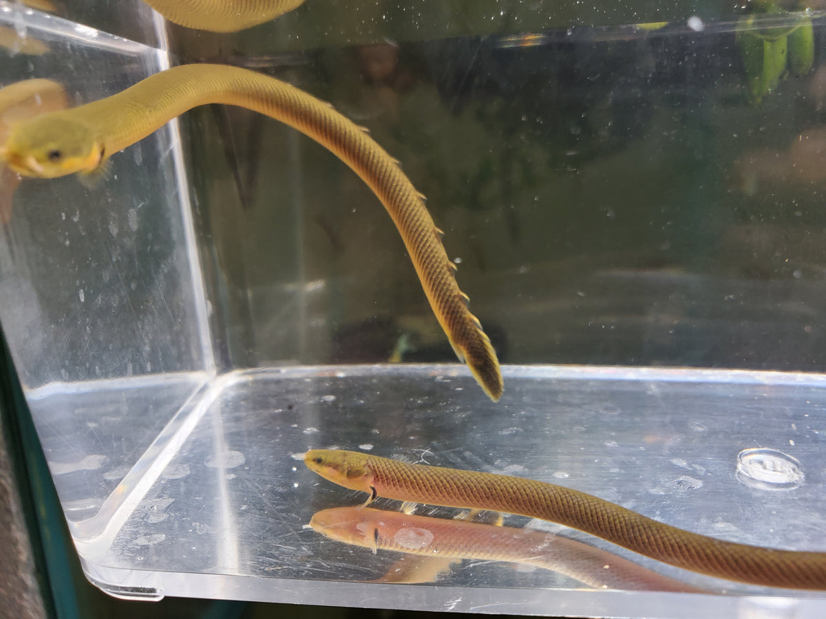 Reedfish (Ropefish) – Tank Dreams