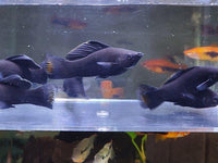 Black Sailfin Molly