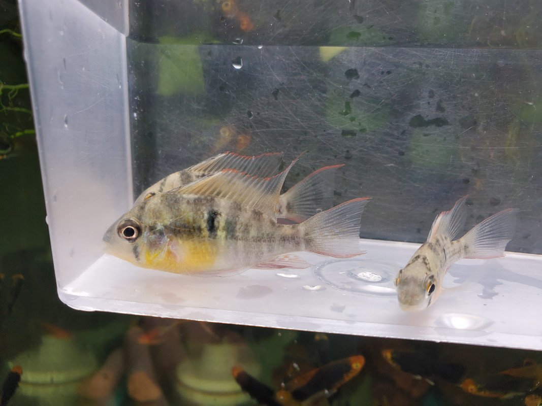 Ramirez Fish