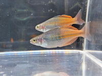 Bosemani Rainbowfish