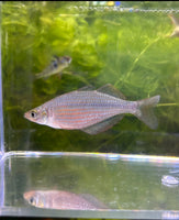 Dorityi Rainbowfish