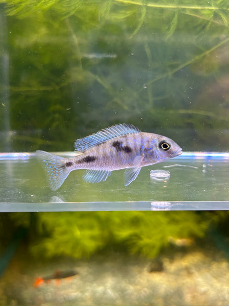 Choose from African & New World Cichlids - Contact Us! – Tank Dreams