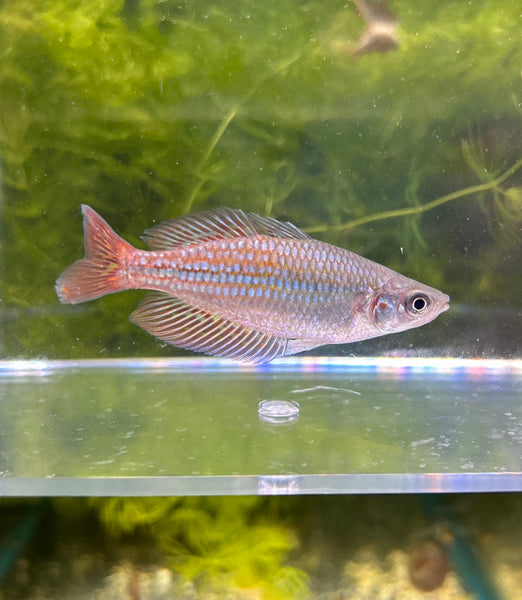 Deepwater Creek Rainbowfish