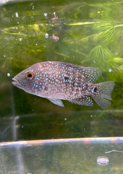 Texas Cichlid