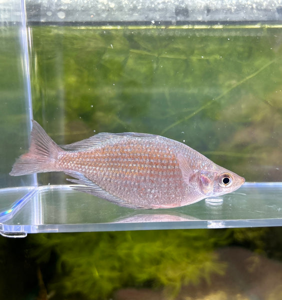 Multisquamatus Rainbowfish