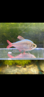 Red And Blue Columbian Tetra